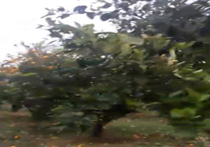 سرمازدگی، مرکبات روستای ول افرا را از بین برد  + فیلم و تصاویر