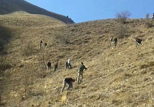 اجرای طرح ملی جنگلانه در شهرستان سرخه