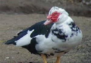 مشاهده یک گونه پرنده نادر در منزل مسکونی