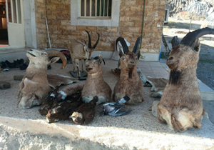 کشف جانوران  تا کسیدرمی شده از منزل شکارچی غیر مجاز