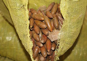 کشف50 کیسه بذر بلوط قاچاق در لرستان
