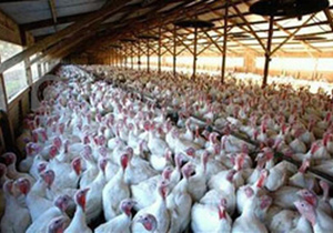 استان اصفهان رتبه نخست تولید گوشت بوقلمون کشور را دارد