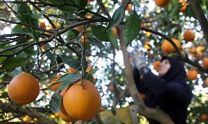 آغاز برداشت مرکبات در گیلان