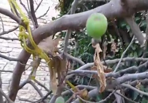 شهروندخبرنگار: درختی که در فصل پاییز میوه داد! + فیلم