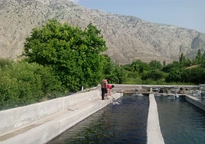 فعالیت 8 مزرعه پرورش ماهی در شهرستان نیر