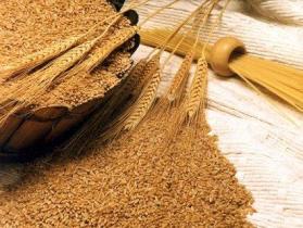 افزایش توزيع بذر گندم و كلزا بين كشاورزان اميديه