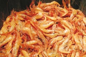 صادرات 50تن شاه میگو از دریاچه سد ارس پلدشت