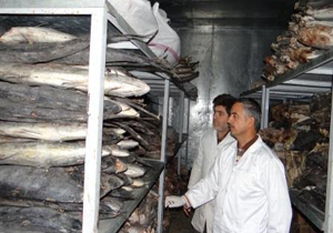 کشف300 کیلوگرم ماهی غیر بهداشتی در بیرجند