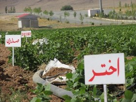 دستاوردهای پژوهشی نوین در جهاد کشاورزی
