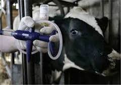 واکسیناسیون ۵۵ هزار قطعه پرنده خانگی در روستاهای شادگان