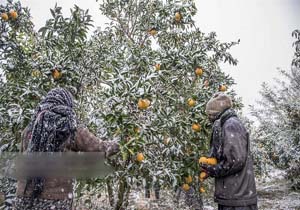 خبر خوش هواشناسی برای باغداران مازندرانی