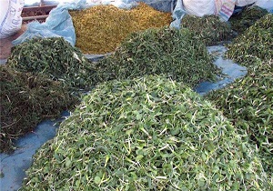 استان اردبیل قطب مهم کشت گیاهان دارویی در کشور استان اردبیل قطب مهم کشت گیاهان دارویی در کشور