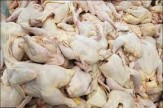 تولید بیش از 94 هزار تن گوشت مرغ در خراسان رضوی