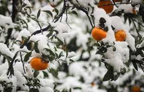 خرید و یا پرداخت خسارت محصولات باغداران گلستانی
