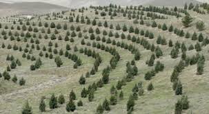 طرح جنگل کاری مشارکتی استانهای ایلام و واسط عراق آغاز شد