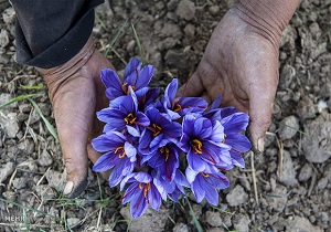 قابلیت کشت زعفران در ۳۰ درصد زمین‌های کشاورزی قم