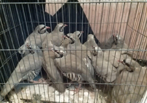 دستگیری شکارچی زنده گیردر بندر خمیر