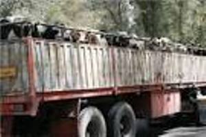 کشف 84راس احشام قاچاق درسراوان