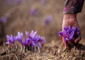 کشت زعفران در بیش از 45 هکتار از اراضی استان اردبیل