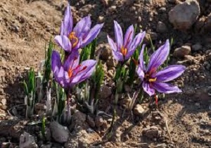 پرداخت 60 میلیارد تومان تسهیلات به زعفران‌کاران اردبیلی