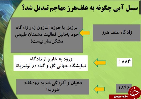 &laquo;سنبل آبی&raquo; منابع آب شیرین ایران را تهدید می&zwnj;کند