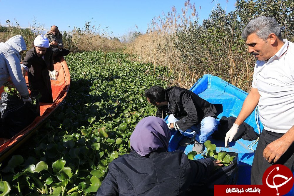 &laquo;سنبل آبی&raquo; منابع آب شیرین ایران را تهدید می&zwnj;کند