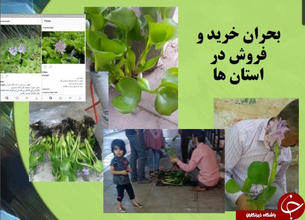 &laquo;سنبل آبی&raquo; منابع آب شیرین ایران را تهدید می&zwnj;کند
