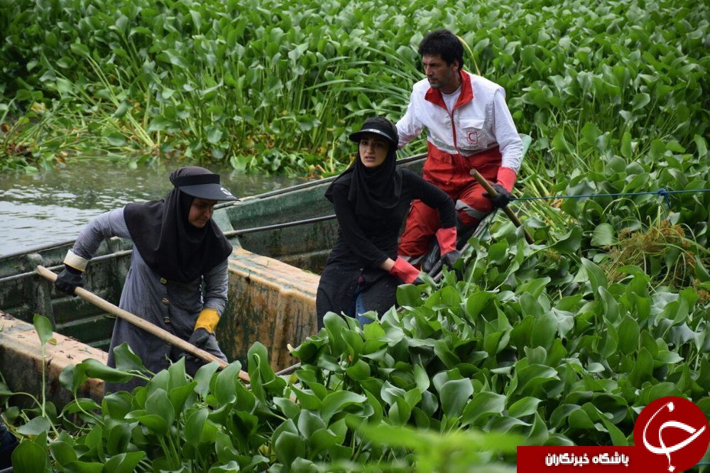 &laquo;سنبل آبی&raquo; منابع آب شیرین ایران را تهدید می&zwnj;کند