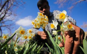 افزایش 10 درصدی تولید گل نرگس در بهبهان