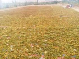 کشمش ابهر در انتظار بازار
