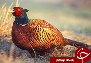 نگاهی گذرا به مهمترین رویدادهای 24 آذر در مازندران