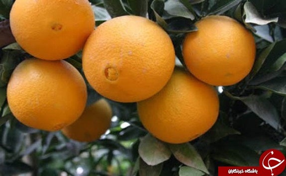 نگاهی گذرا به مهمترین رویدادهای 24 آذر در مازندران