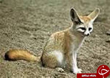 حادثه چهاشنبه 24 آذر در گلستان