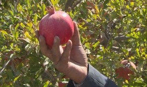 رشد 15 درصدی تولید انار در انارستان های ساوه