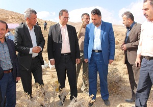 کشت باریجه در سرخه