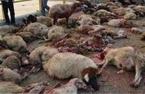 تلف شدن 70 گوسفند در رشت