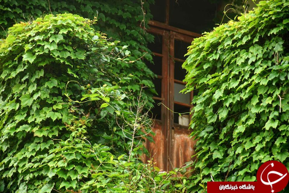 تصاویری خیره کننده از یکی سرسبزترین روستاهای جهان