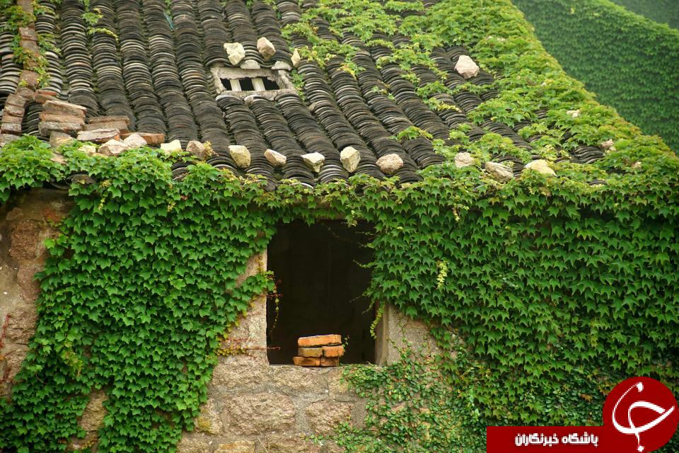 تصاویری خیره کننده از یکی سرسبزترین روستاهای جهان