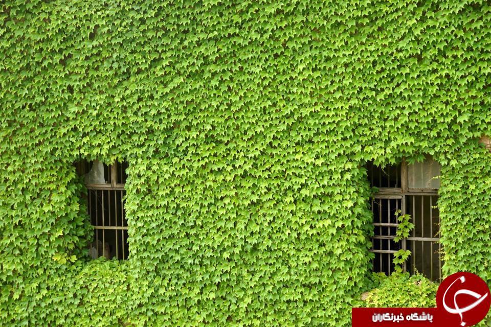 تصاویری خیره کننده از یکی سرسبزترین روستاهای جهان