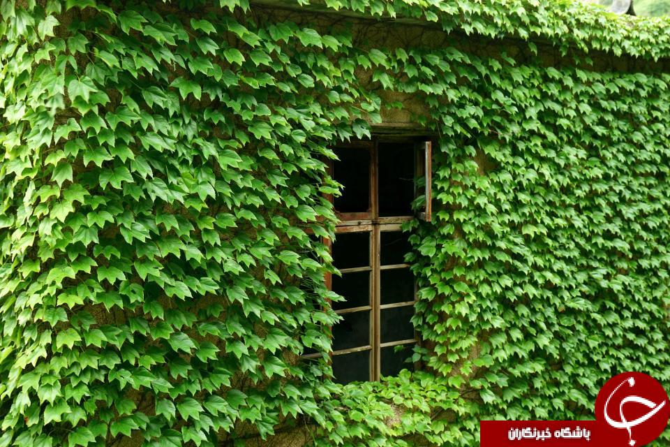 تصاویری خیره کننده از یکی سرسبزترین روستاهای جهان