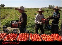 کاهش بی سابقه قیمت گوجه فرنگی کشاورزان بوشهری
