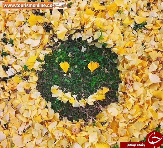 عکس/ چالش نقاشی با برگ&zwnj;های پاییزی در ژاپن