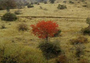 تعدیل 22 هزار راس دام توسط دامداران تنگ سرخ بویراحمد