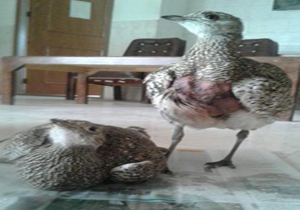 نجات 2 قطعه هوبره آسیایی در جاجرم