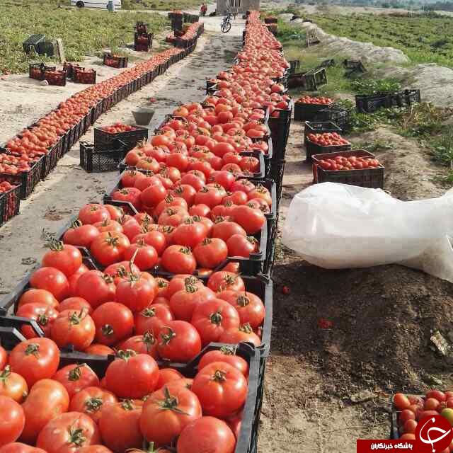 فروش محصولات با قیمتی اندک باعث گلایه کشاورزان شد + فیلم و تصاویر