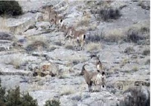آغاز سرشماری پاییزه پستانداران در استان اردبیل