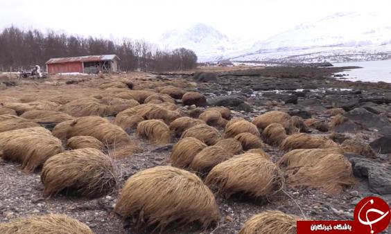 سیس