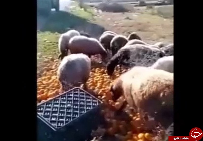 پرتقال شمال خوراک دام ها شد+ عکس