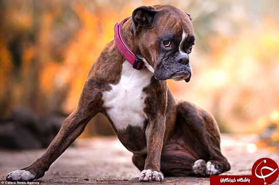 احساسی&zwnj;ترین سگ دنیا را ببینید +تصاویر
