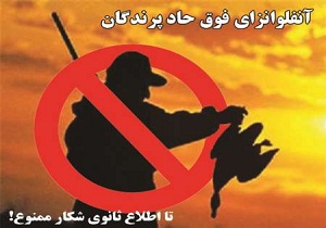 شکار پرندگان در دامغان ممنوع شد